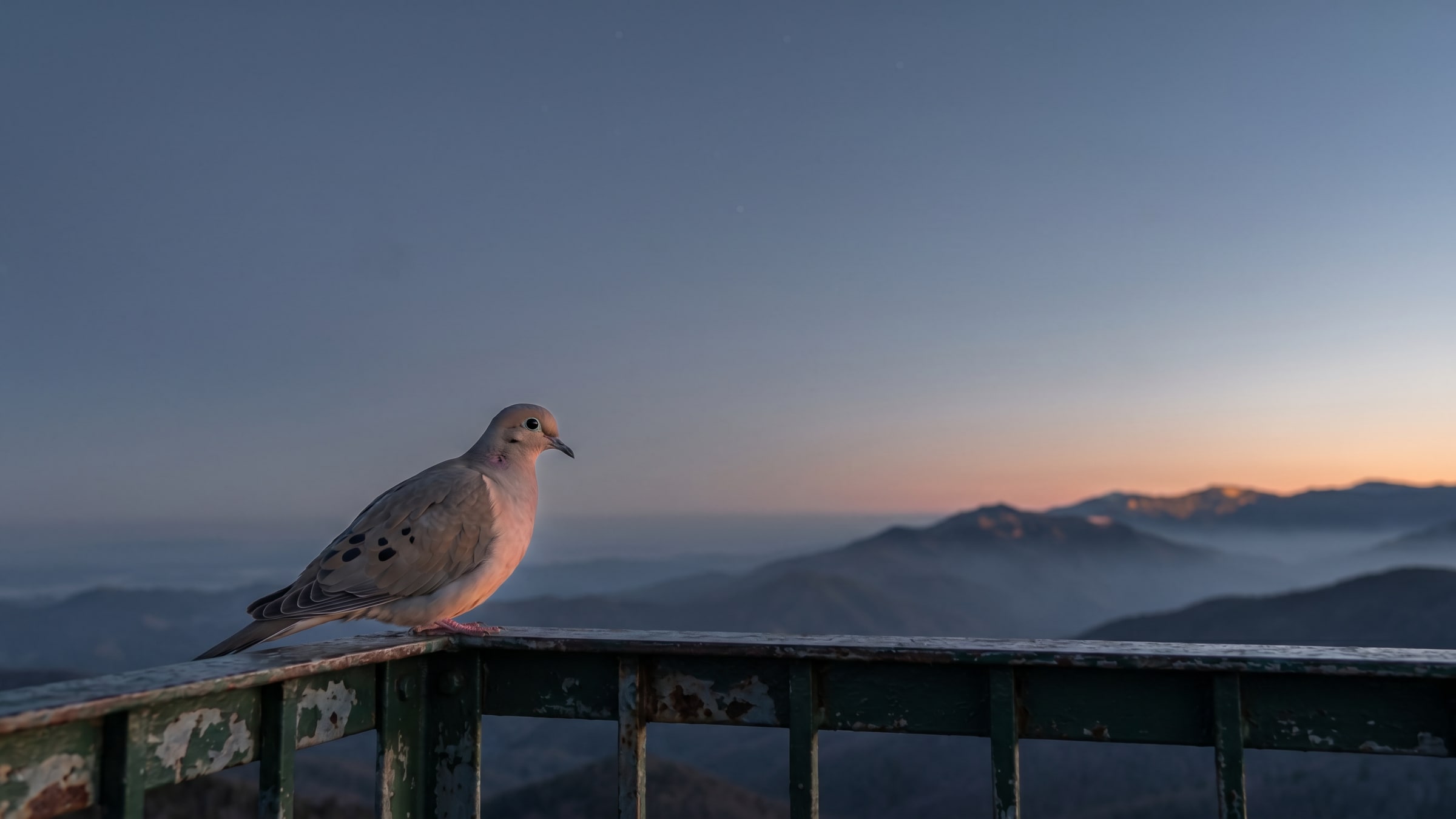 A mourning dove perched on a weathered green-painted observation deck railing, facing camera-right toward distant mountains and pre-dawn sky.
